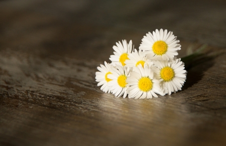 â™¥ - nature, flowers, daisies, soft