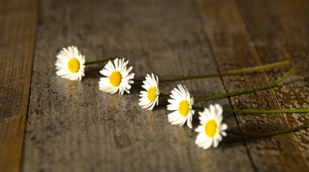 ♥ - daisies, flowers, nature, soft