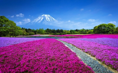 Mount Fuji Japan - trees, mountain, japan, fuji, flowers