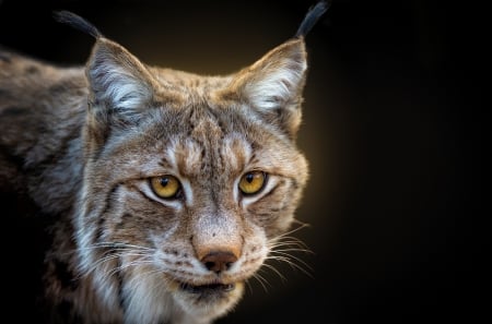 Lynx - face, wild cat, eyes, animal, pisica, lynx