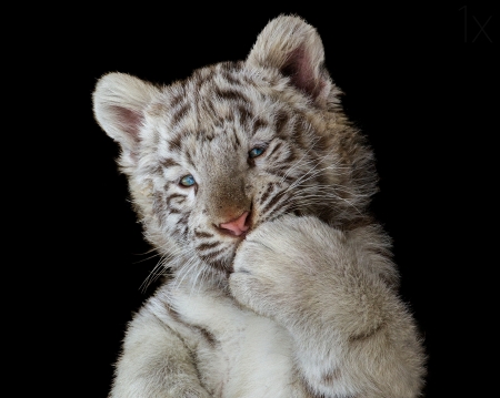 Kiss - paw, cub, funny, black, tigru, white, kiss, animal, cute, tiger