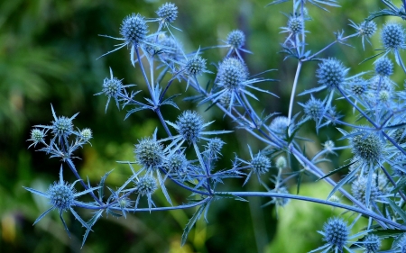 Eryngium Planum - scaieti, vara, blue, eryngium planum, green, summer, flower