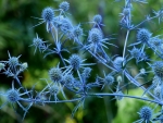 Eryngium Planum