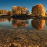 Trees Standing on the Shore