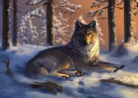 Gray Wolf Lying on the Snow - trees, winter, animal, wolf, snow