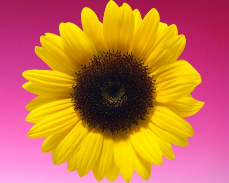 Sunflower - sunflower, gizzzi, yellow, pink, flower