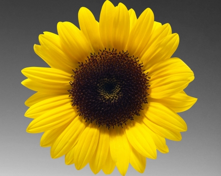 Sunflower - grey, sunflower, gizzzi, yellow, flower