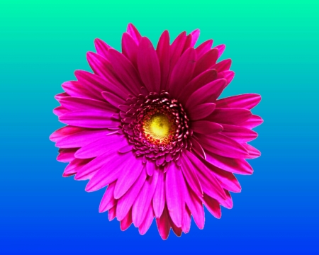 pink daisy - gizzzi, pink, blue, daisy, flower