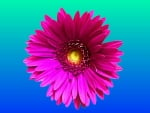 pink daisy