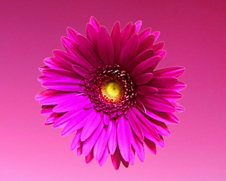 pink daisy - daisy, gizzzi, flower, pink