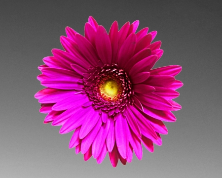 pink daisy - gizzzi, grey, pink, daisy, flower