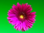 pink daisy