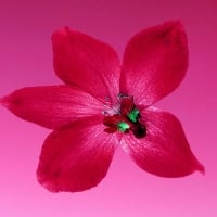 pink flower