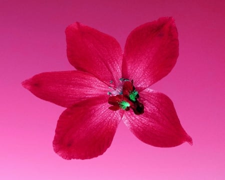 pink flower - blossom, gizzzi, flower, pink