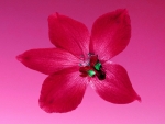 pink flower