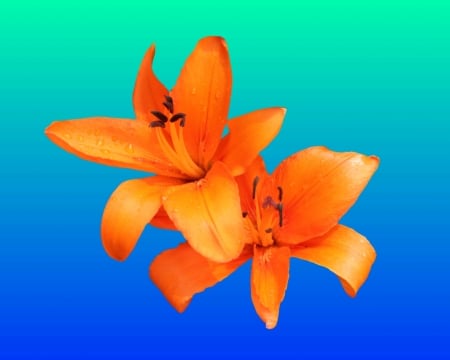 orange lilly - lilly, gizzzi, blue, orange, flower