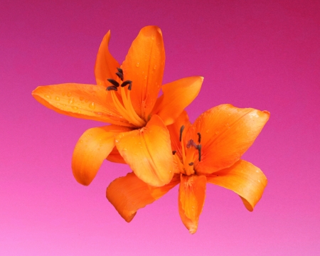 orange lilly - lilly, gizzzi, pink, orange, flower