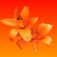 orange lilly