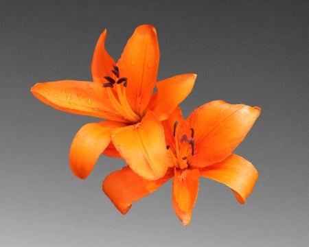 orange lilly - lilly, gizzzi, grey, orange, flower