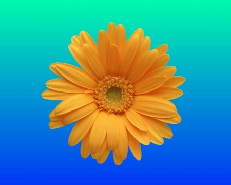 flower - gizzzi, yellow, blue, orange, flower