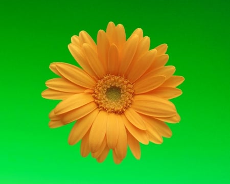 flower - gizzzi, yellow, orange, green, flower