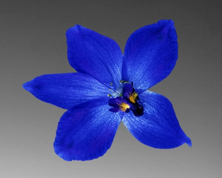 blue flower - gizzzi, grey, orchid, blue, flower