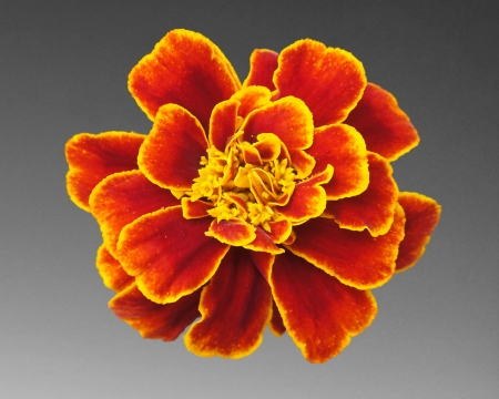 marigold - marigold, grey, gizzzi, red, orange, flower