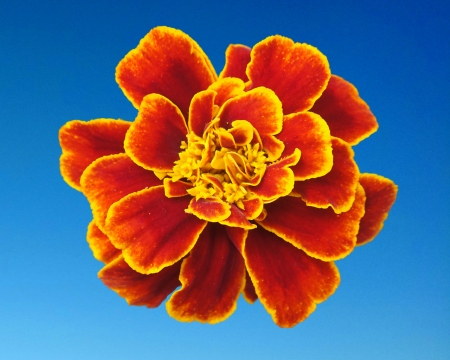 marigold - marigold, gizzzi, blue, red, orange, flower, sky