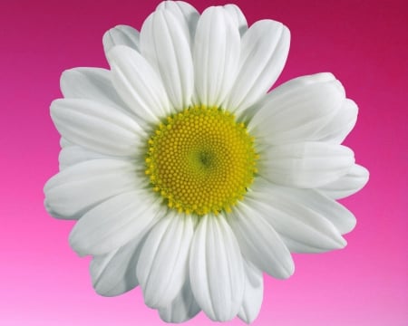 camomile - camomile, gizzzi, flower, pink