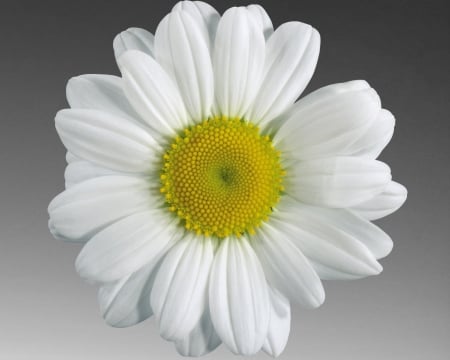 camomile - camomile, gizzzi, grey, flower