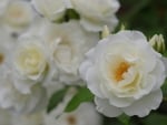 White Roses