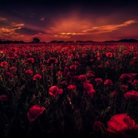 Poppy Field Under a Cloudy Sky,