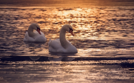 Swans - bird, sunset, water, pair, reflection