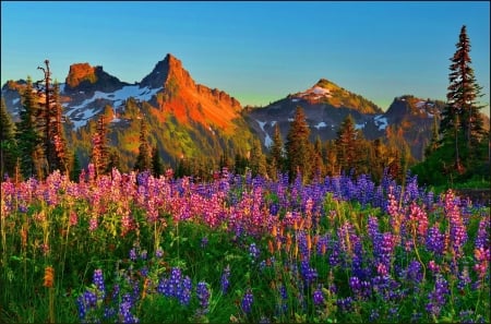 Spring in the Mountains - snow, flowers, blossoms, lupines