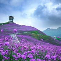 Verbena Field