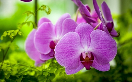 Purple Orchid - purple, amazing, flower, orchid