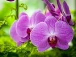 Purple Orchid