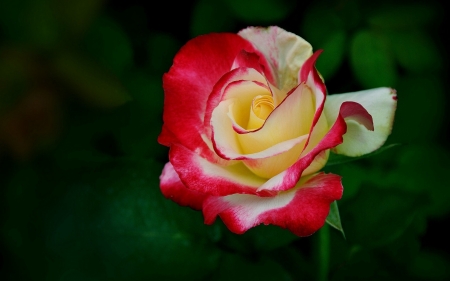 Beautiful Rose - white, yellow, rose, re