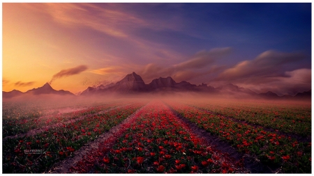 Tulip Field Stretch to the Mountains