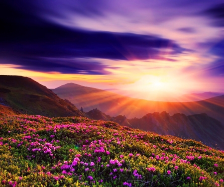 ♥ - flowers, nature, lavender, purple, sky