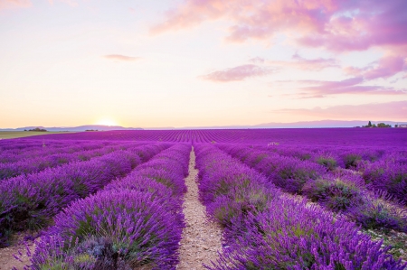 â™¥ - nature, purple, flowers, lavender