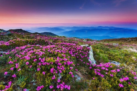 â™¥ - nature, sky, purple, pink, flowers, lavender