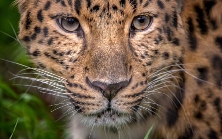 Leopard - eyes, leopard, animal, big cat