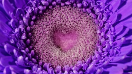 ♥ - skin, heart, flower, pink, purple, valentine, macro, card, texture