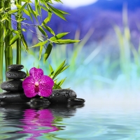 Zen garden