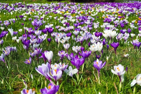 flower field - flower, cool, field, fun, nature