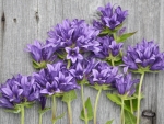 purple flowers