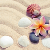 shells