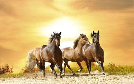 horses - fun, sunset, horses, cool, animals