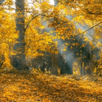 Yellow Leaves Autumn Forest